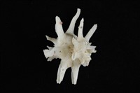 藏品(臺灣花仙螺)的圖片